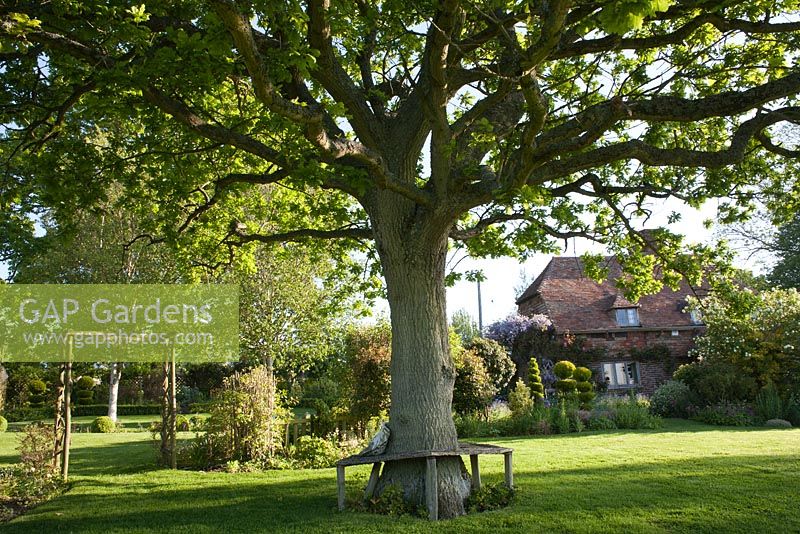 Relaxing area under a big oak tree, Wyckhurst Kent