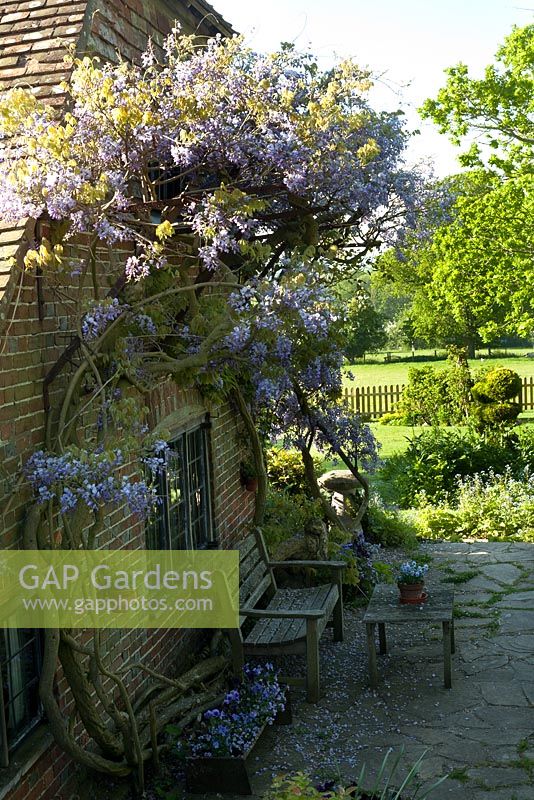 Relaxing area on terrace with Wisteria sinensis climbing up the house, Wyckhurst Kent