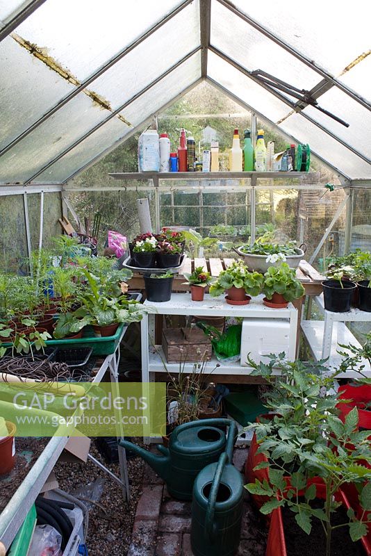 View inside the small greenhouse, Wyckhurst Kent