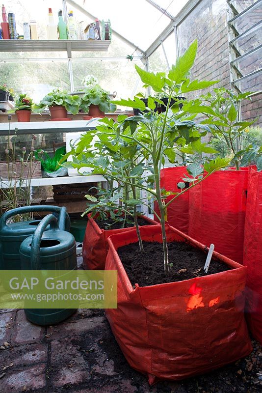 Tomatoes seedlings growing in plastic bags,  Wyckhurst Kent