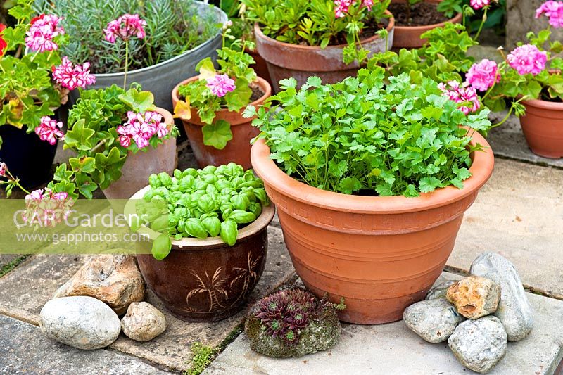 Coriander and sweet basil growing in pots on garden patio