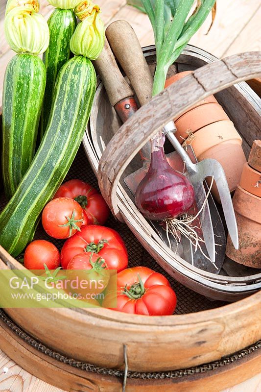 Small garden harvest of tomatoes courgettes, and red onion in traditional garden sieve