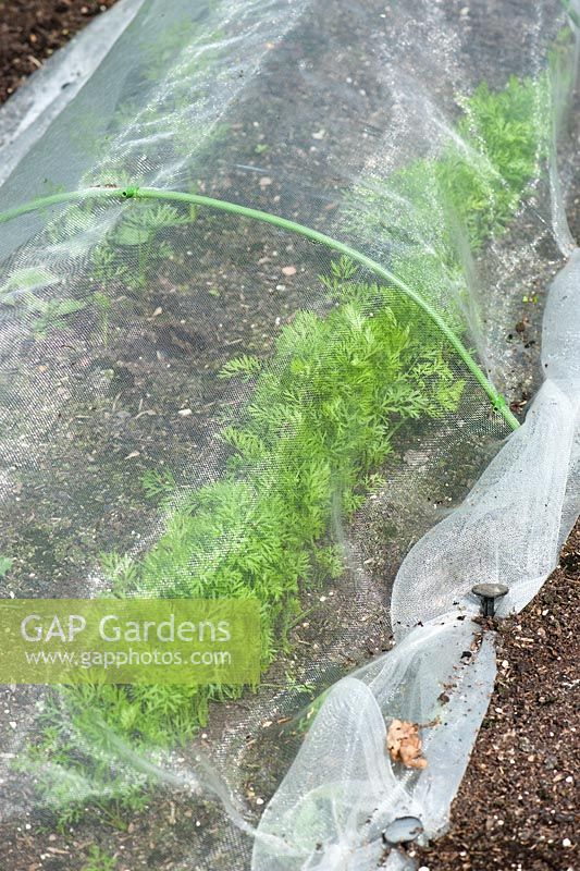 Garden carrot crop covered with barrier mesh to prevent infestation of carrot fly