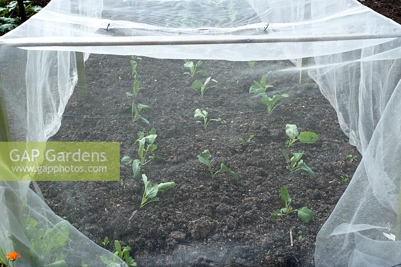 Young brassica plants under wooden frame covered with mesh to prevent infestation of cabbage root fly and cabbage white butterflies
