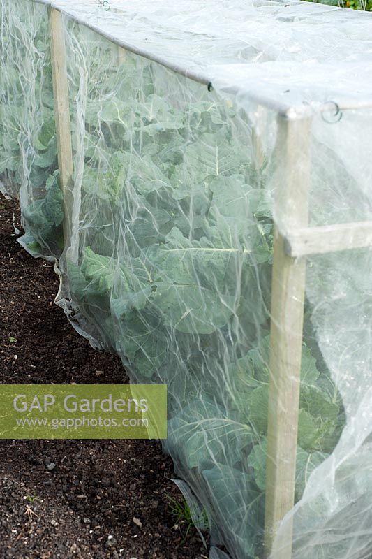 Young brassica plant under wooden frame covered with mesh to prevent infestation of cabbage root fly and cabbage white butterflies