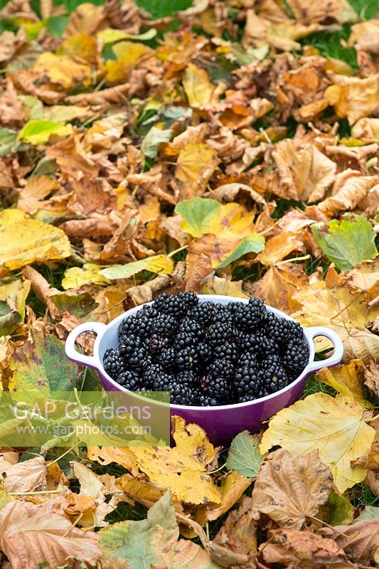 Picked blackberries in a purple colander amongst autumn leaves