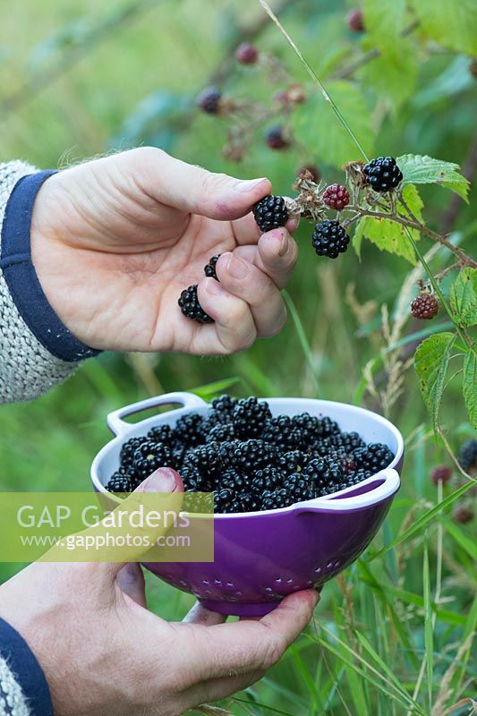 Picking blackberries into a purple colander in the english countryside