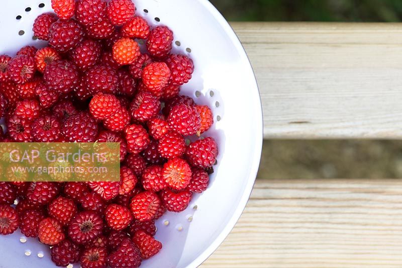 Picked Japanese wineberries in a colander on a wooden seat