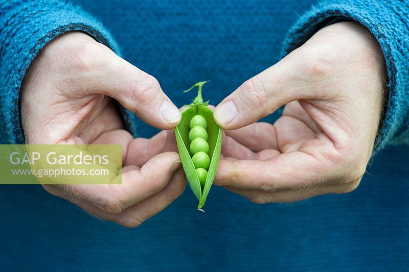 Pisum sativum - Hands opening Peas 'Alderman' pod