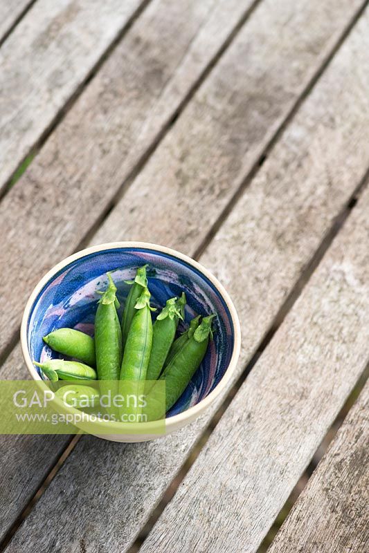 Pisum sativum - Pea 'Alderman' pods in a bowl on a garden table