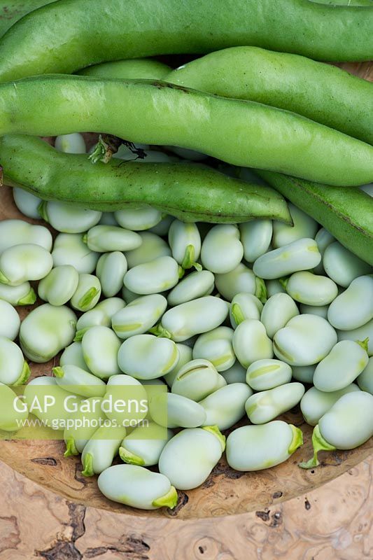 Vicia faba - Broad beans in a wooden bowl