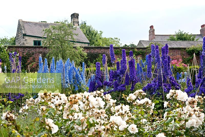 Delphinium 'Cristella'. The ornamental garden. Alnwick garden. UK