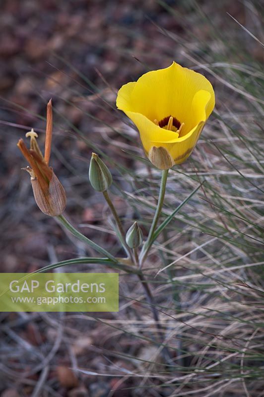 Calochortus aureus - golden mariposa lily
