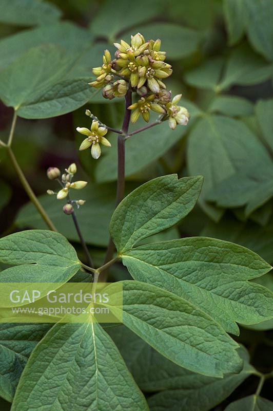 Caulophyllum thalictriodes. The Blue Cohosh herb is also known as Papoose Root or Squawroot