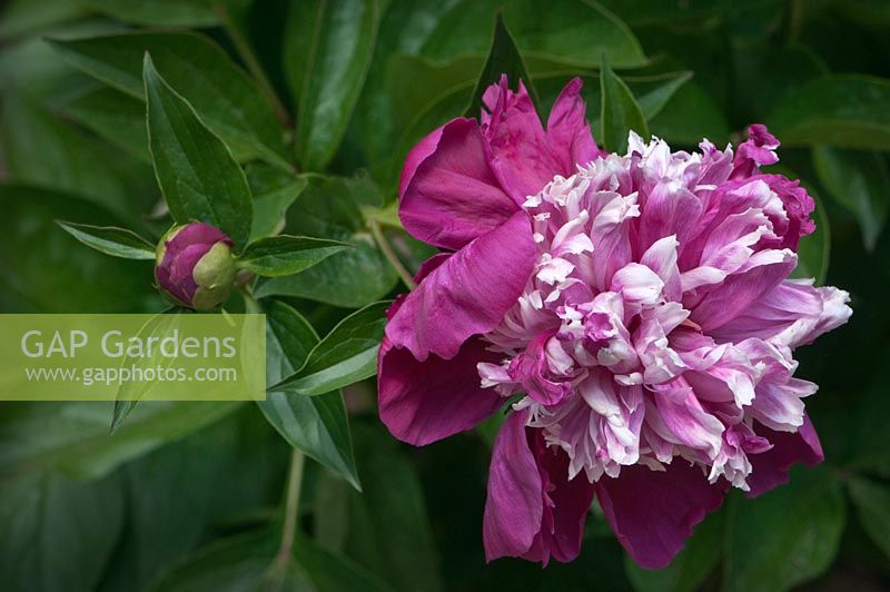 Paeonia 'Nellie Shaylor'