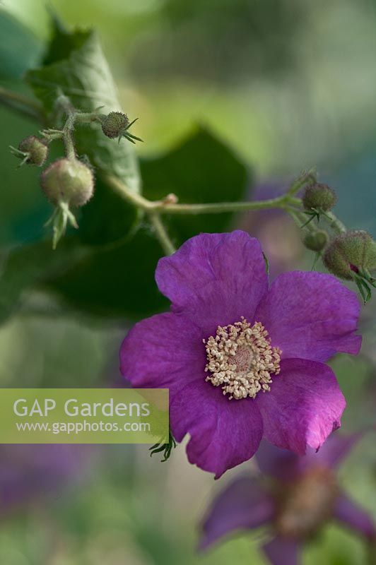 Rubus odoratus - Flowering raspberry