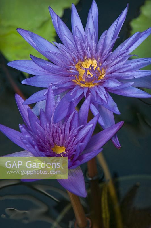 Nymphaea 'Midnight' - Tropical waterlily
