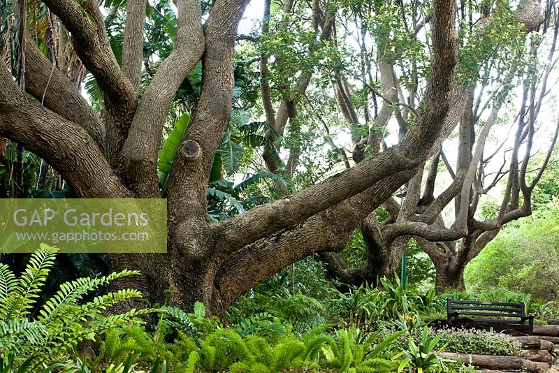 Cinnamomum camphora. Kirstenbosch national botanical garden. Cape Town. South Africa