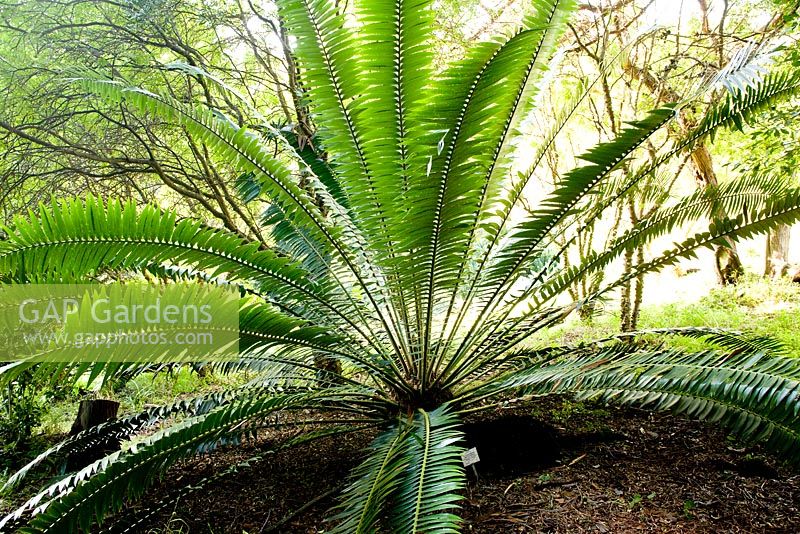 Encephalartos Pausidentatas. Kirstenbosch national botanical garden. Cape Town. South Africa