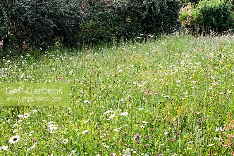 The Meadow at Veddw House Garden, Monmouthshire, Wales, UK. 