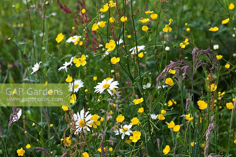 The Meadow at Veddw House Garden, Monmouthshire, Wales, UK. Planting includes  Leucanthemum vulgare, Rumex crispus and  Rannunculus bulbous 