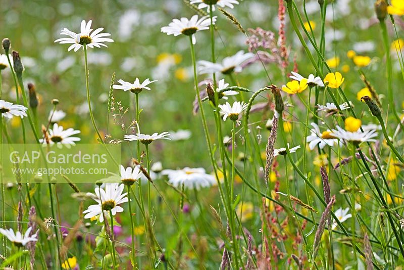 Meadow planting with Leucanthemum vulgare and Rannunculus bulbous 
