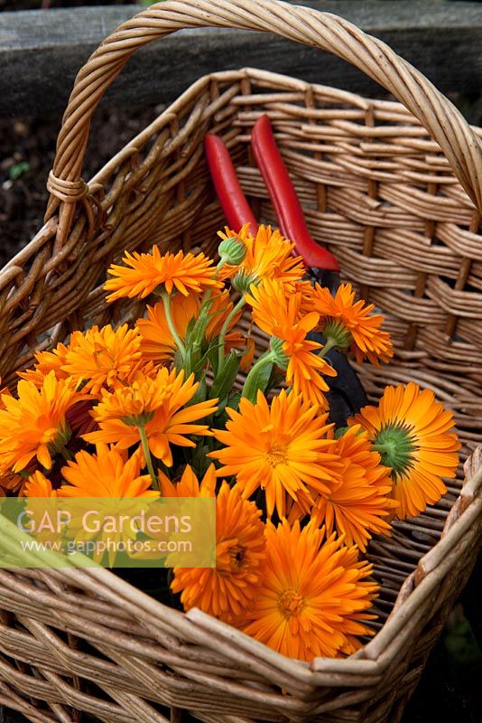 Cut Calendula officinalis - pot marigold in a basket