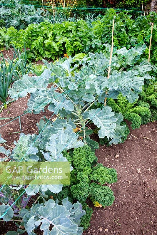 Brocolli and Kale growing together