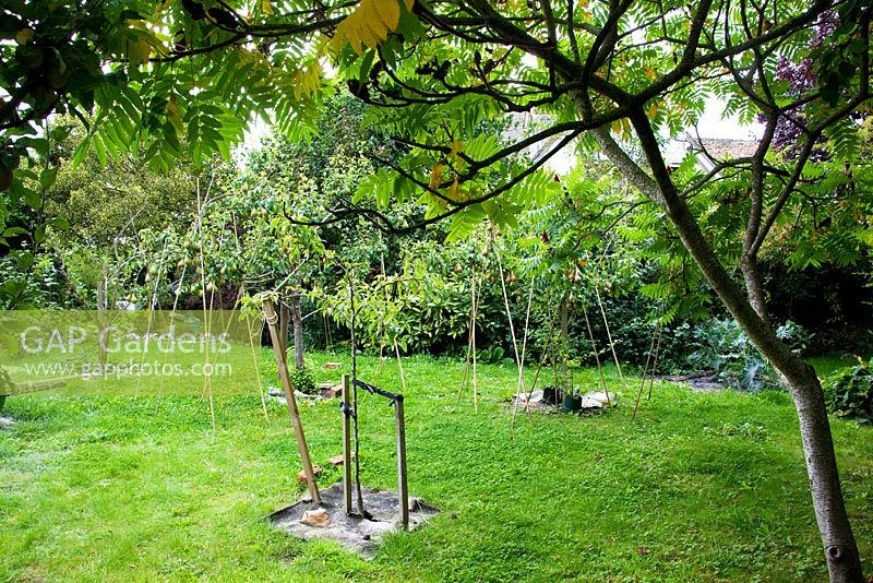 The small orchard with fruit trees branches being trained horizontally. The Experimental Garden.