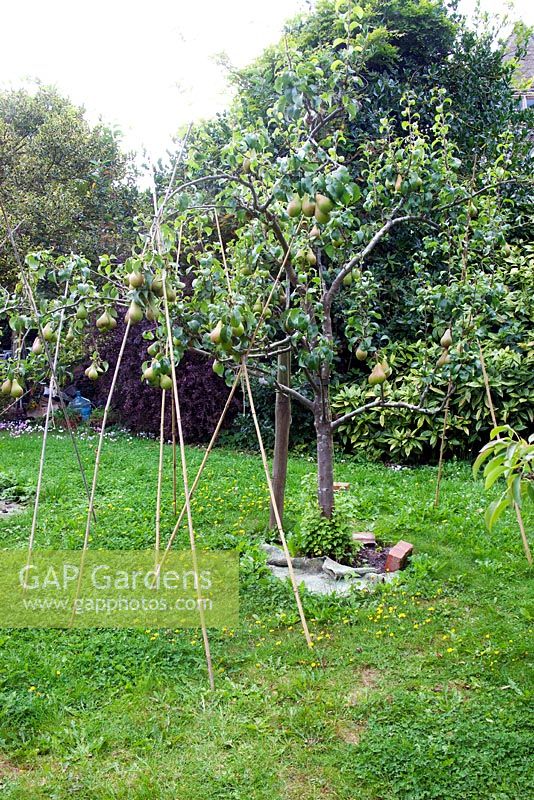 The small orchard with fruit trees branches being trained horizontally. The Experimental Garden.
