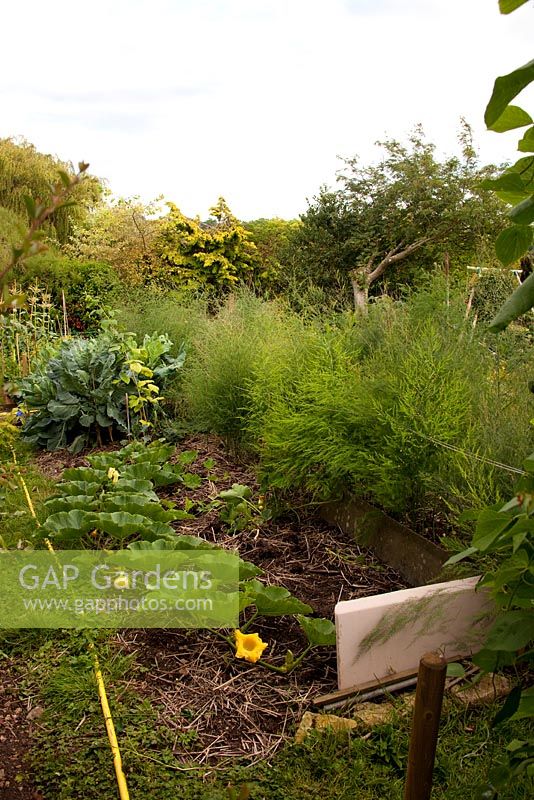 A view of Simon's experimental vegetable garden