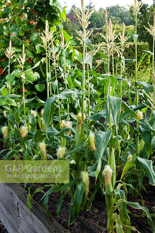 Vegetable garden with Sweetcorn 'Lark' in raised beds 
