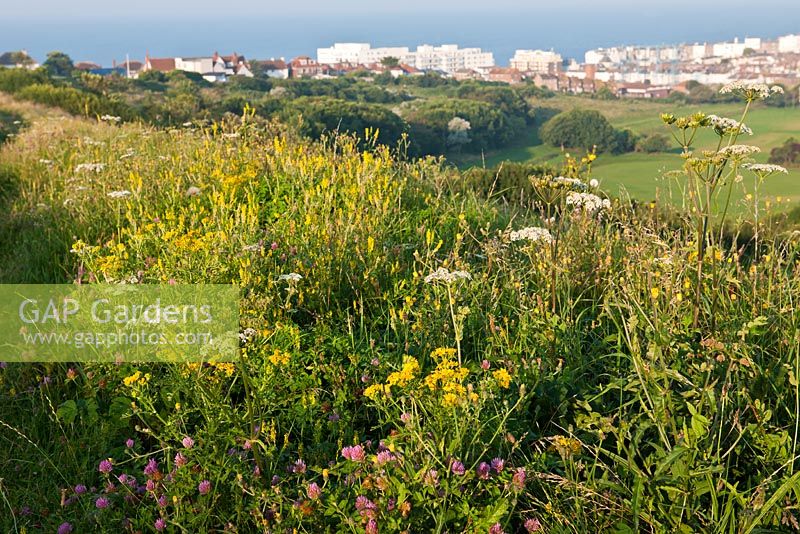 Wild flowers on hill - South Downs National Park, Brighton, East Sussex, UK 