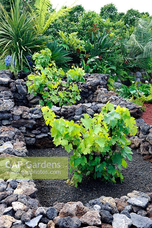 Vitis vinifera with black basalt rock mulch and dry wall surround. The Azorean Garden. Hampton Court Palace flower show 2012