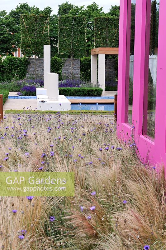 Meadow of grasses and Cornflower. 'Las Mariposas' (hopes of a Nicaraguan girl), Hampton Court palace Flower show 2012