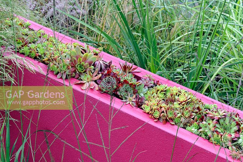 Sempervivums planted in sloping garden wall - Hampton Court Palace Flower show 2012