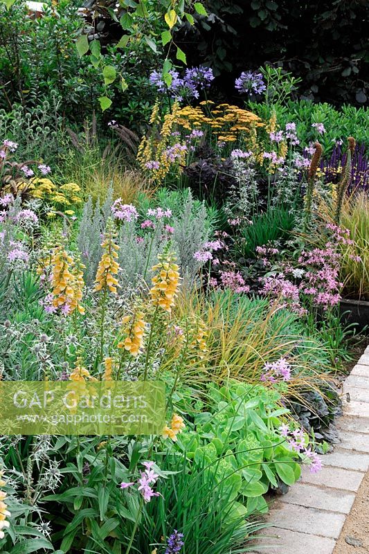 Digitalis 'Spice island', Eryngium, Tulbaghia and Lychinis in border. 'Urban Oasis', Hampton Court Palace Flower show 2012