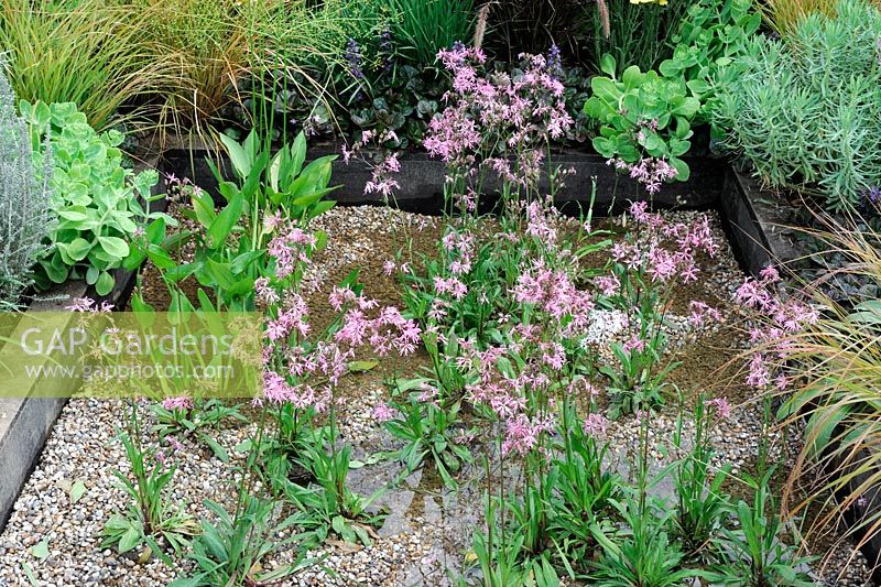 lychnis flos cuculi in shallow gravel filled pool, 'Urban Oasis', Hampton Court Palace Flower show 2012