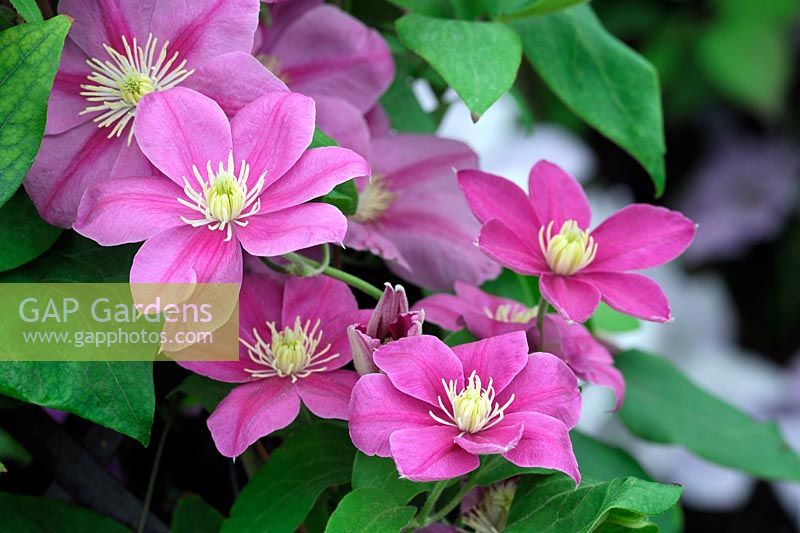 Clematis 'Alaina' (new for 2012)