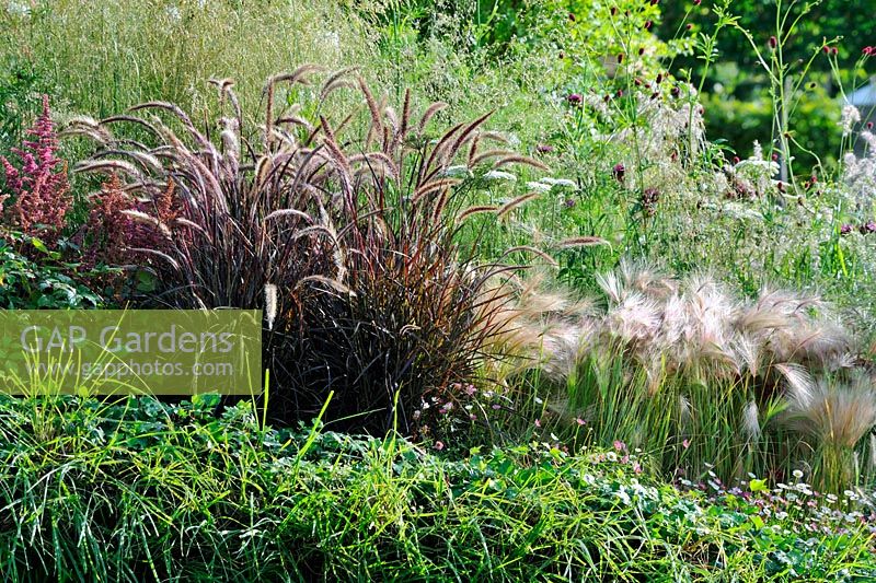 Pennisetum 'Oriental' with Verbascum 'Pink Domino' and Pennisetum 'Red Buttons'
