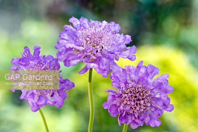 Scabiosa columbaria 'Butterfly Blue'
