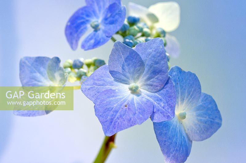 Hydrangea macrophylla 'Teller Blue'

