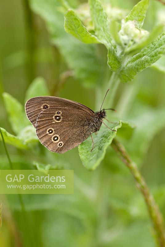 Aphantopus hyperantus - Ringlet butterfly