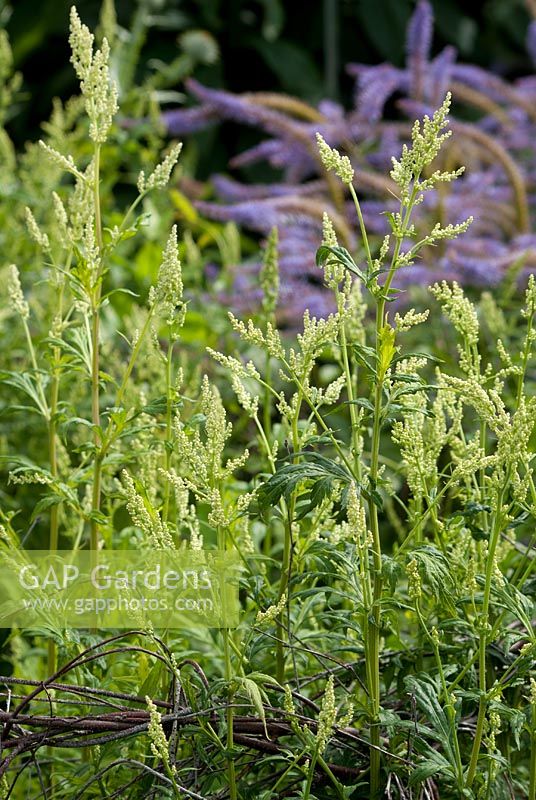 Artemisia lactiflora 'Elfenbein'