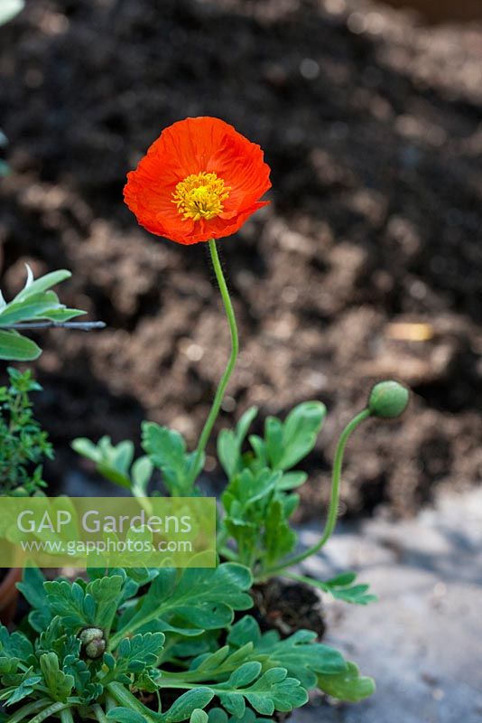 Repotting Iceland poppies step by step - Papaver nudicaule 'Partyfun', Iceland Poppy