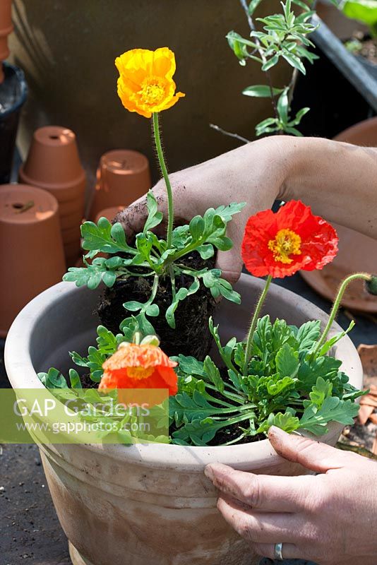 Repotting Iceland poppies step by step - Three Iceland poppies are placed in a terracotta pot