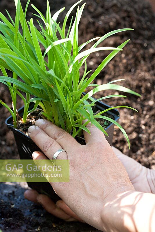 Repotting a Hemerocallis step by step - One hand taking the plant, the other keeping the pot