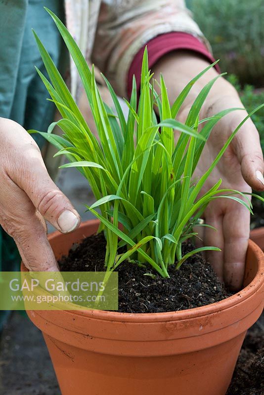Repotting a Hemerocallis step by step - Adjusting the plant so that it is centred