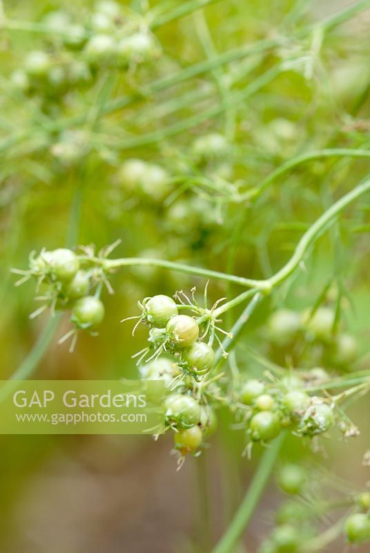 Coriandrum sativum - Moroccan Coriander, variety for seed production, Wales.