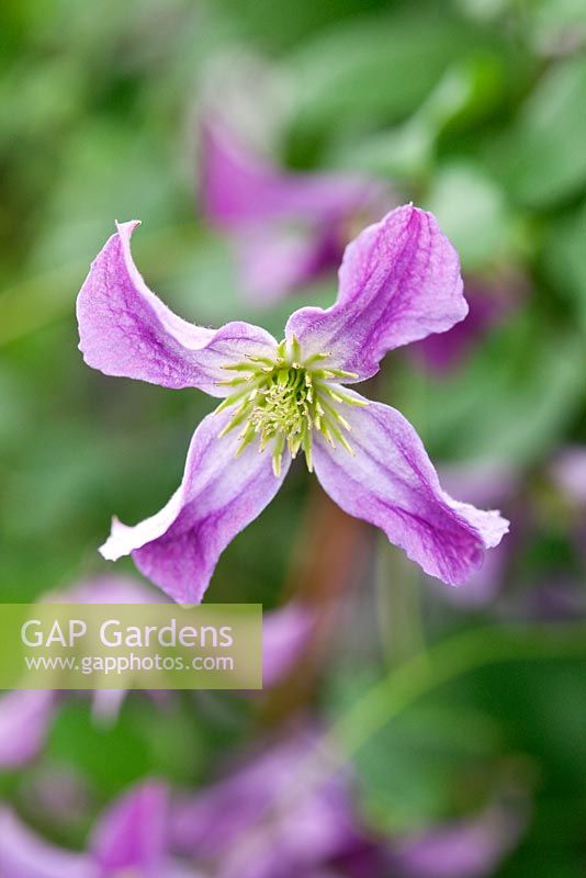 Clematis viticella 'Jolly Jake'